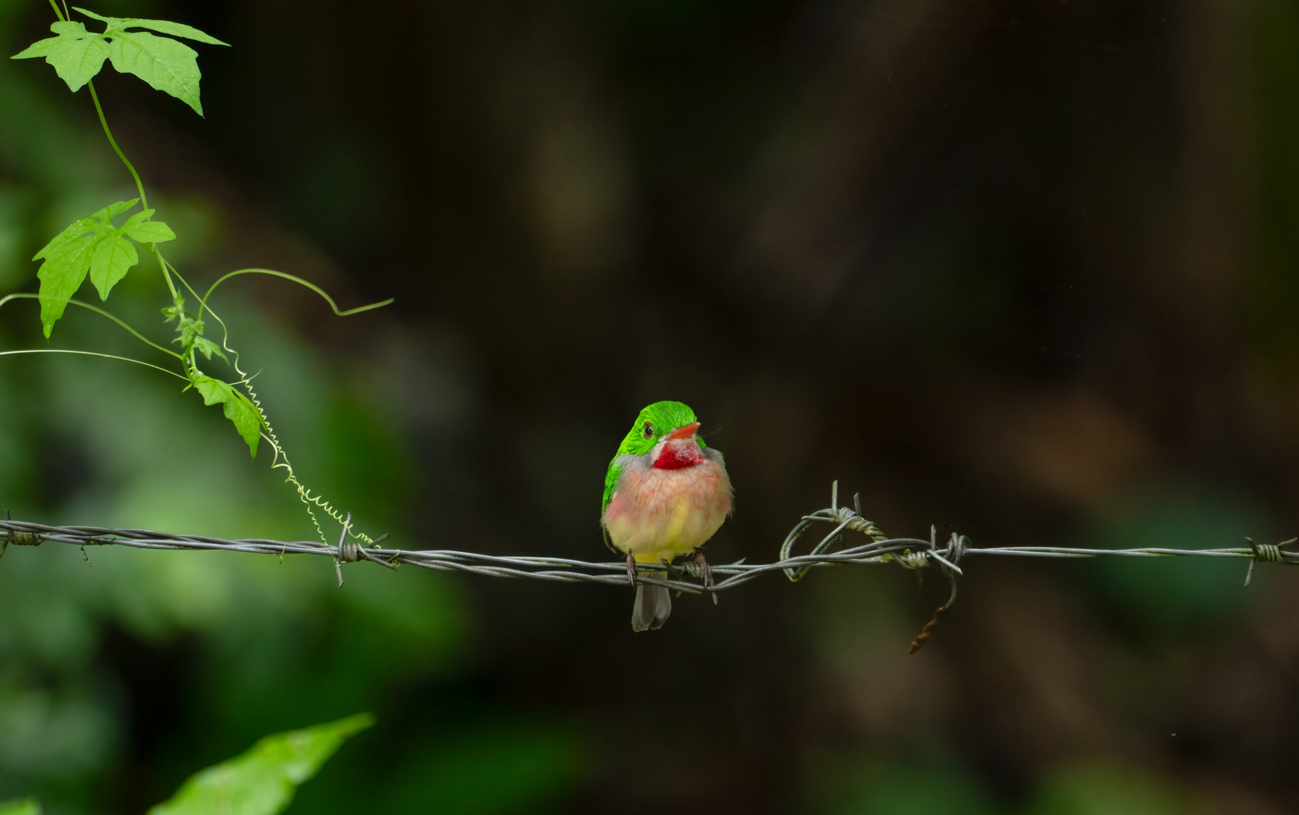 Barrancoli -- 1/640 at f/5.6, ISO 1250 at 300 mm