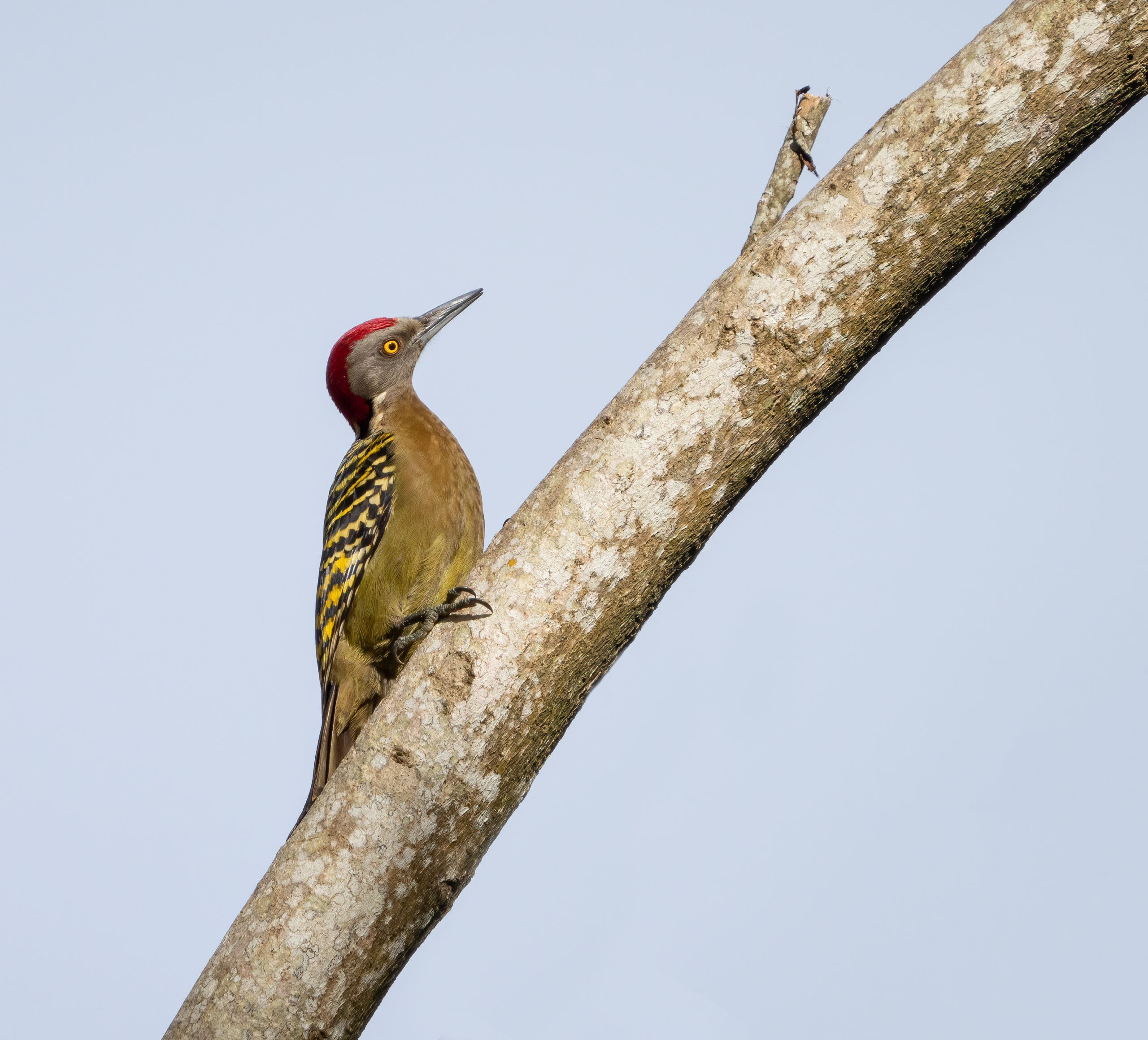 Carpintero Dominicano (Hispaniola Woodpecker)