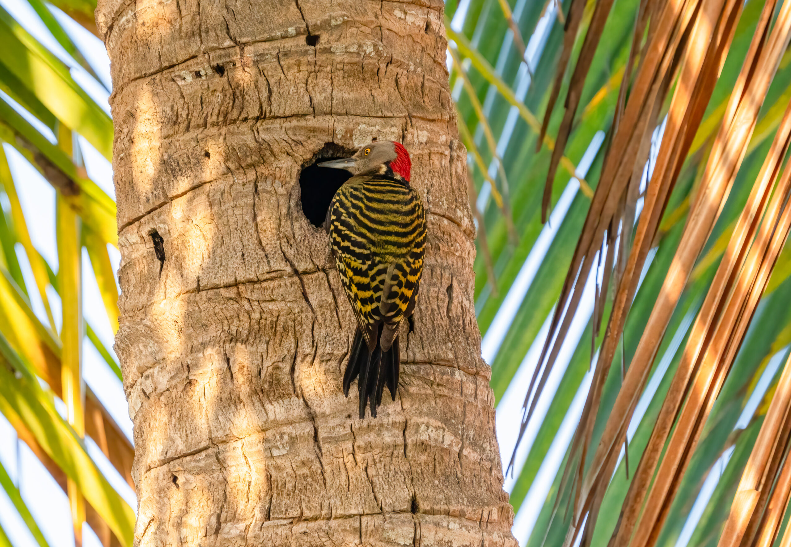 Carpintero Dominicano (Hispaniola Woodpecker)1/400 sec at f/7.1, ISO 2000 at 600 mm