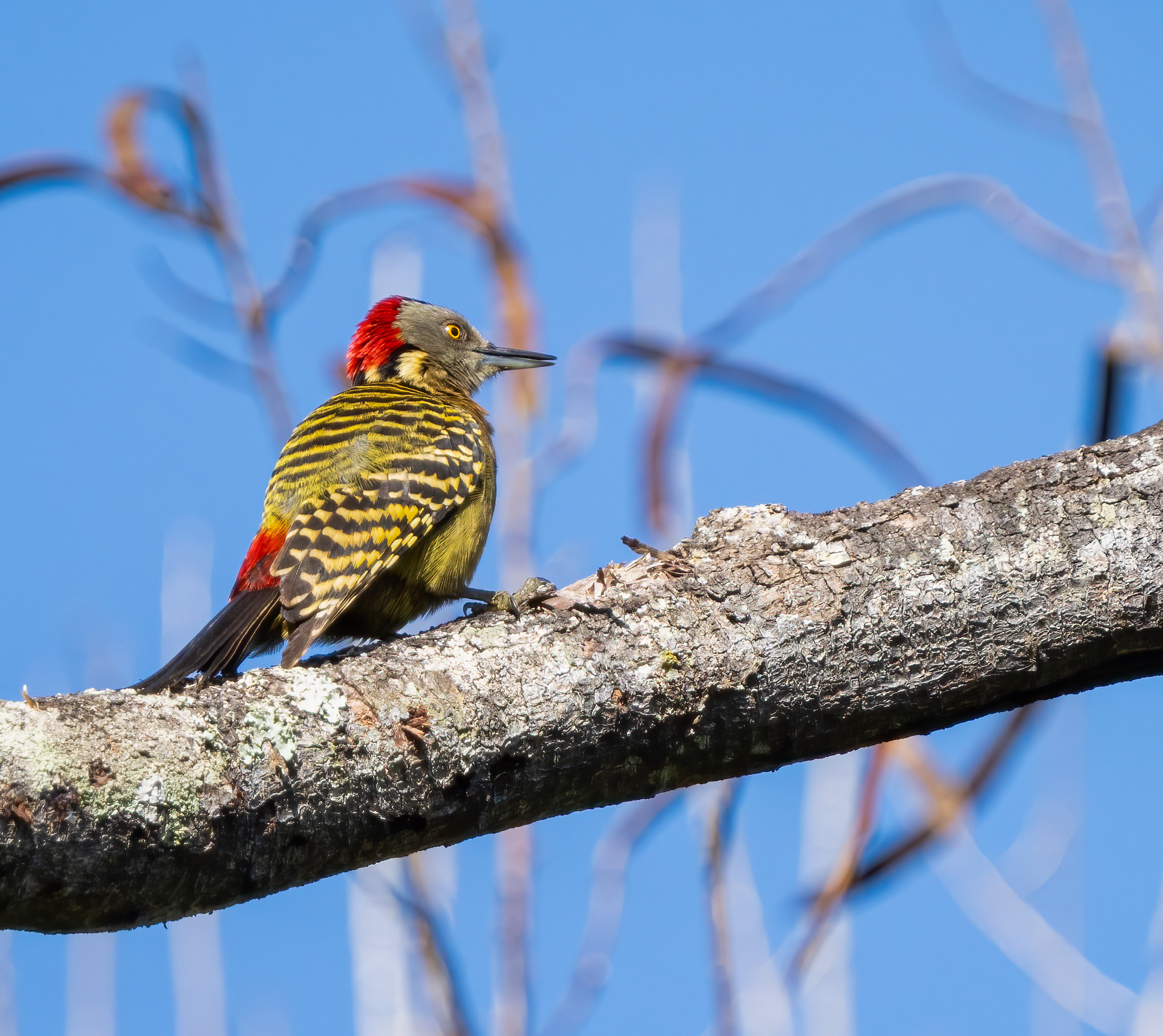 Carpintero Dominicano (Hispaniola Woodpecker)1/1250 sec at f/6.3, ISO 640 at 600 mm