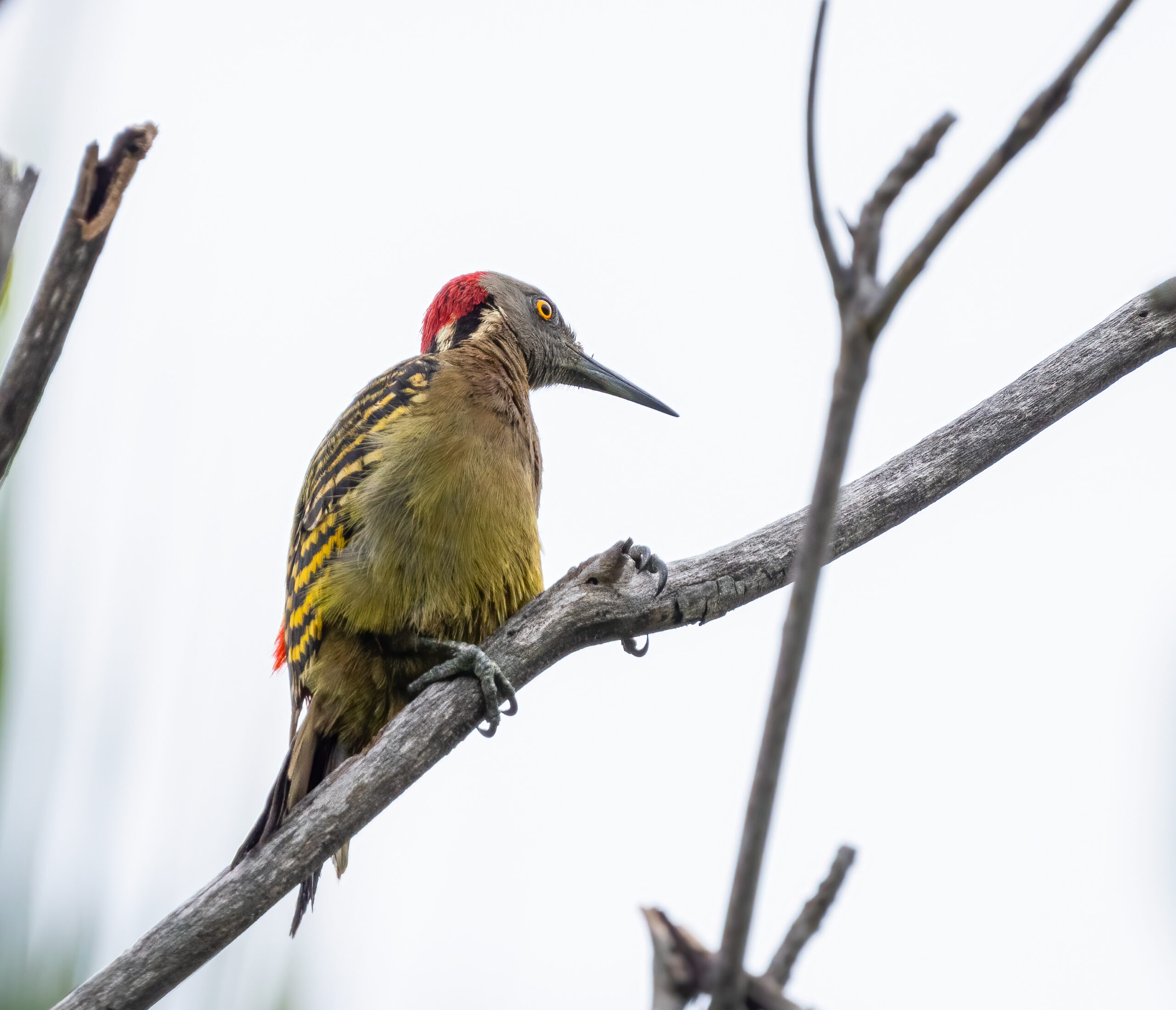 Carpintero Dominicano (Hispaniola Woodpecker)1/3200 sec at f/7.1, ISO 1250 at 600 mm