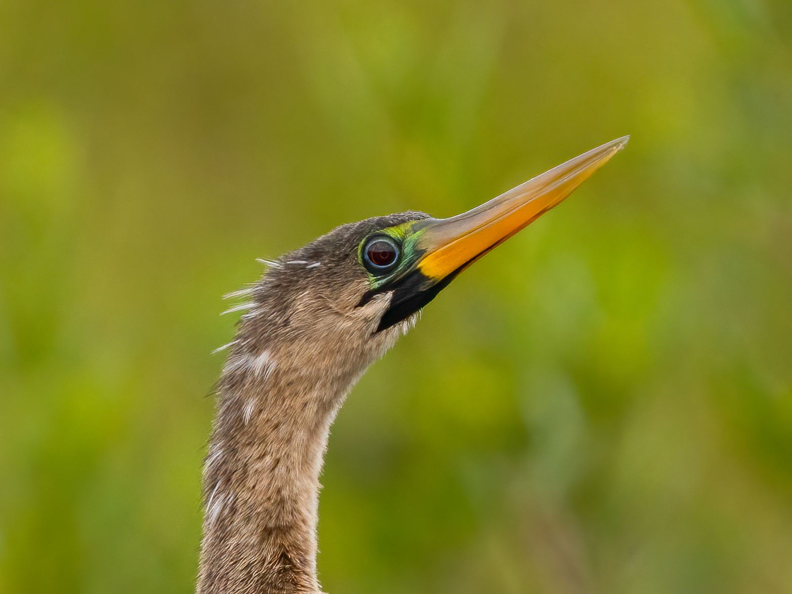 Anhinga -- 1/1250 sec at f/6.3, ISO 640 at 474mm