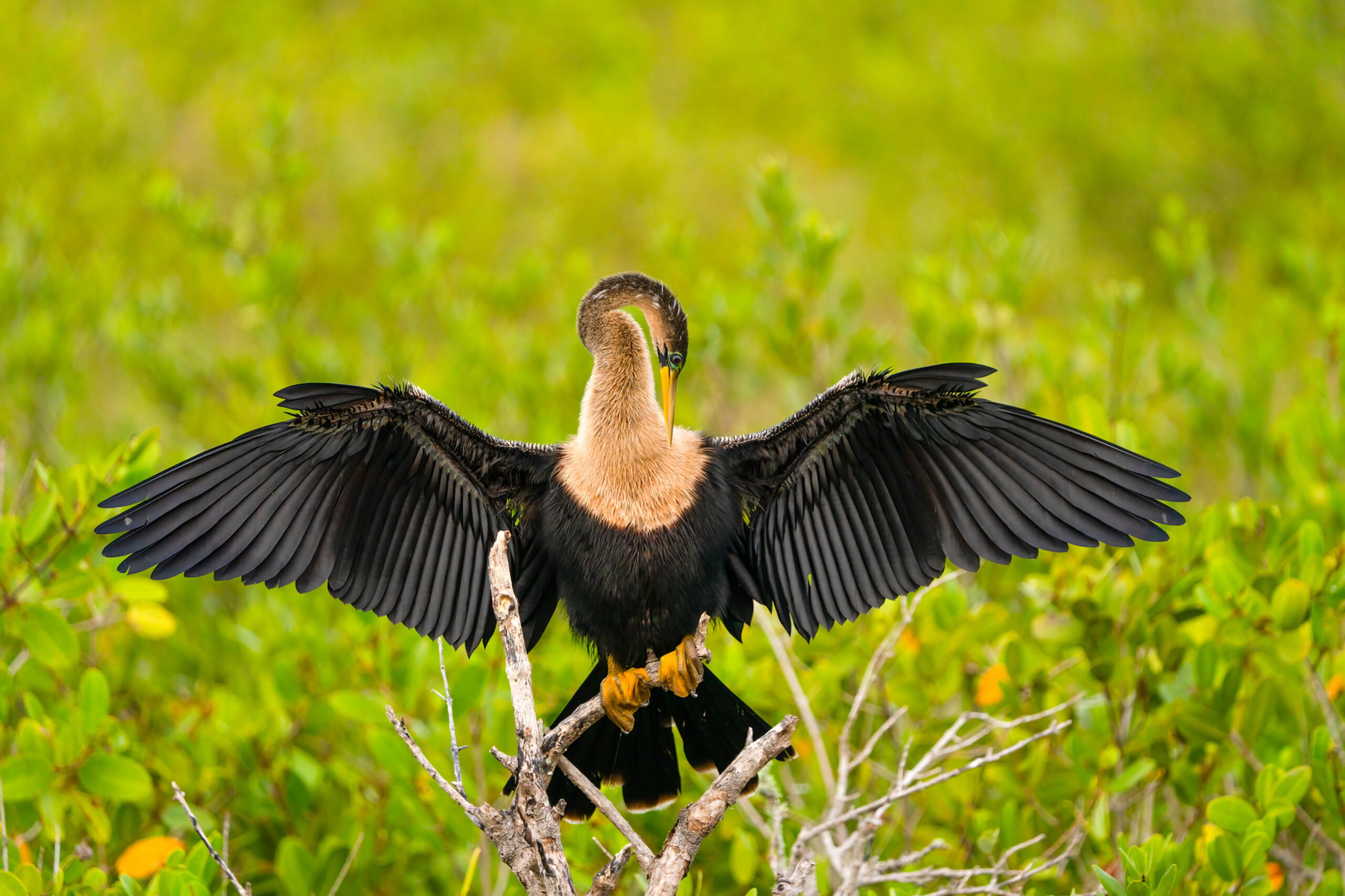 Anhinga -- 1/2000 sec at f/6.3, ISO 640 at 474mm