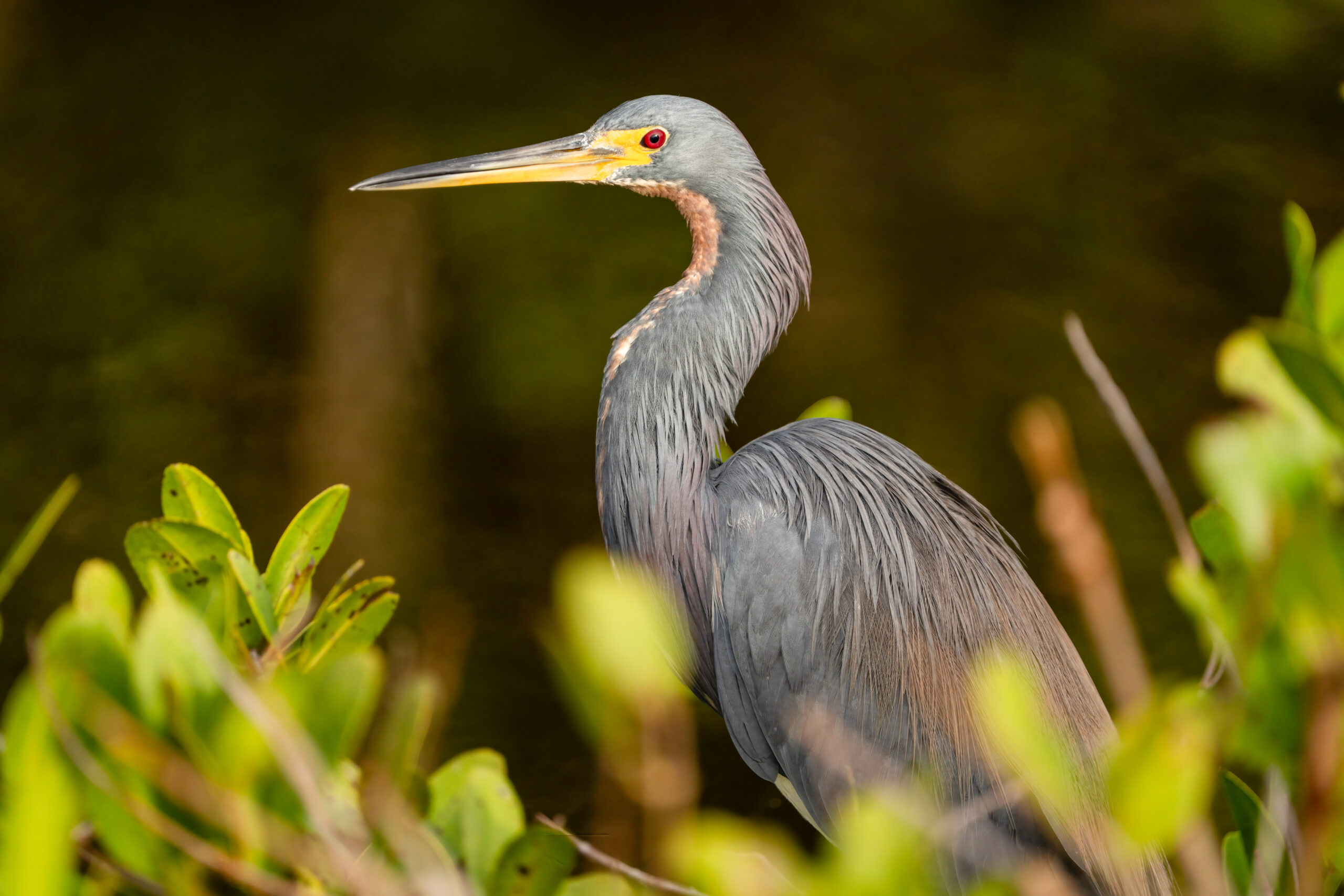 Heron -- 1/16000 sec at f/6.3, ISO 640 at 600mm