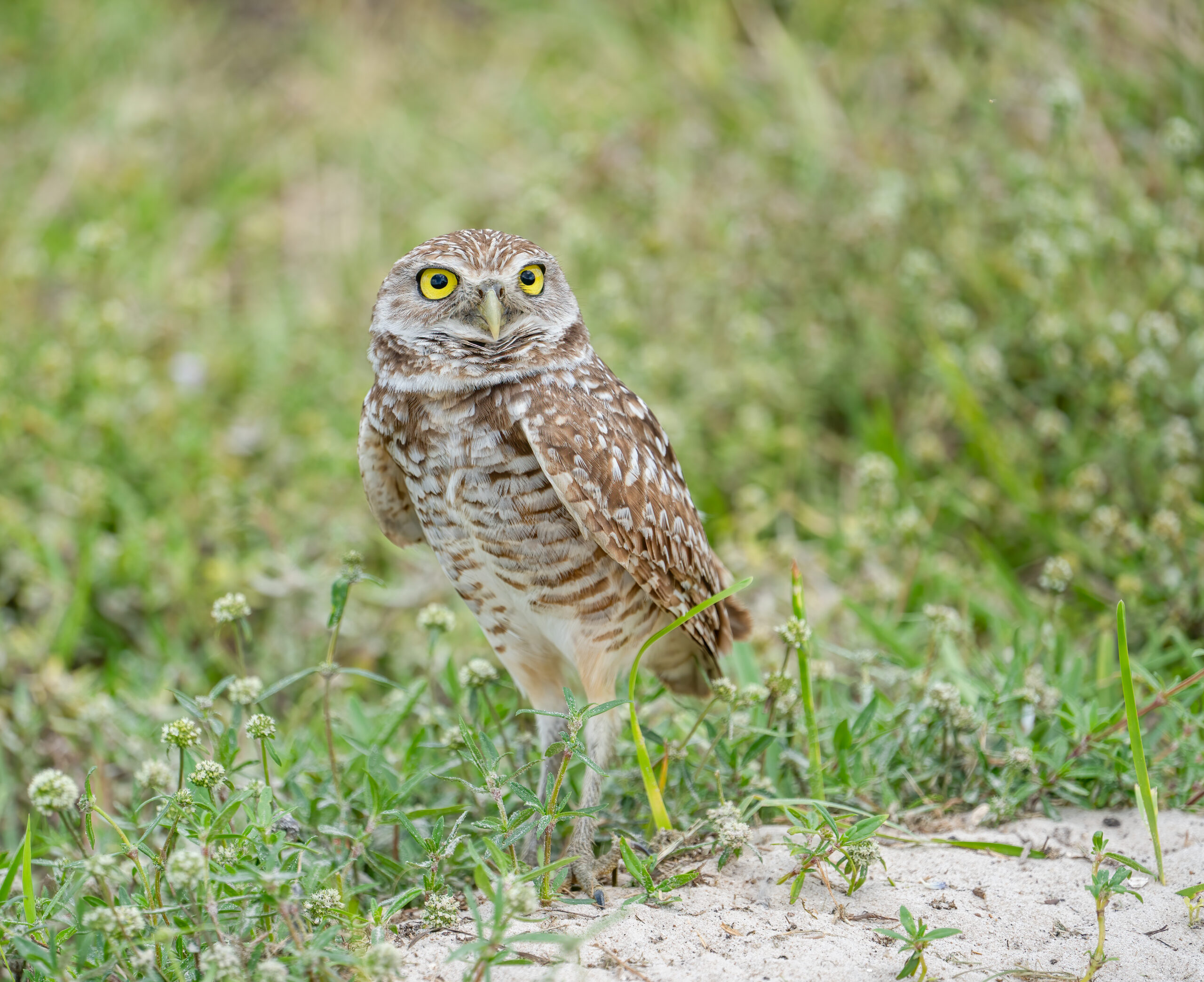 Buho de Madriguera -- 1/1000 Sec, f/5.6 ISO 250 at 300mm