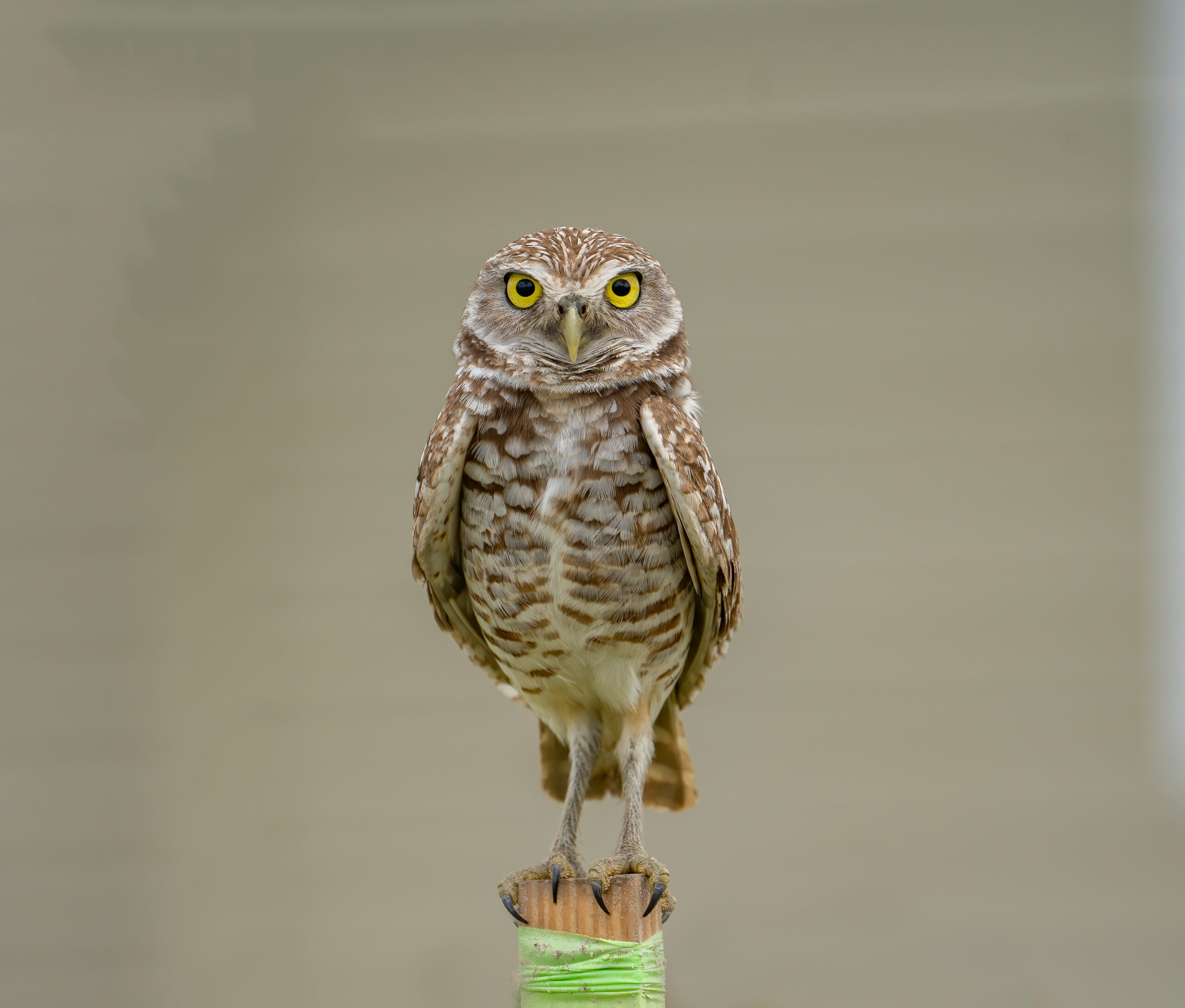 Buho de Madriguera -- 1/1000 Sec, f/5.6 ISO 250 at 300mm