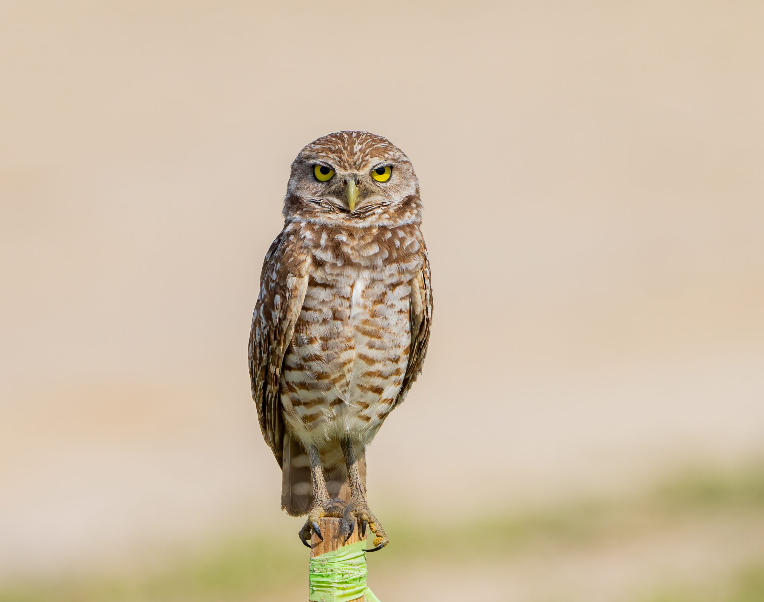 Buho de Madriguera -- 1/1000 Sec, f/8.0 ISO 320 at 600mm