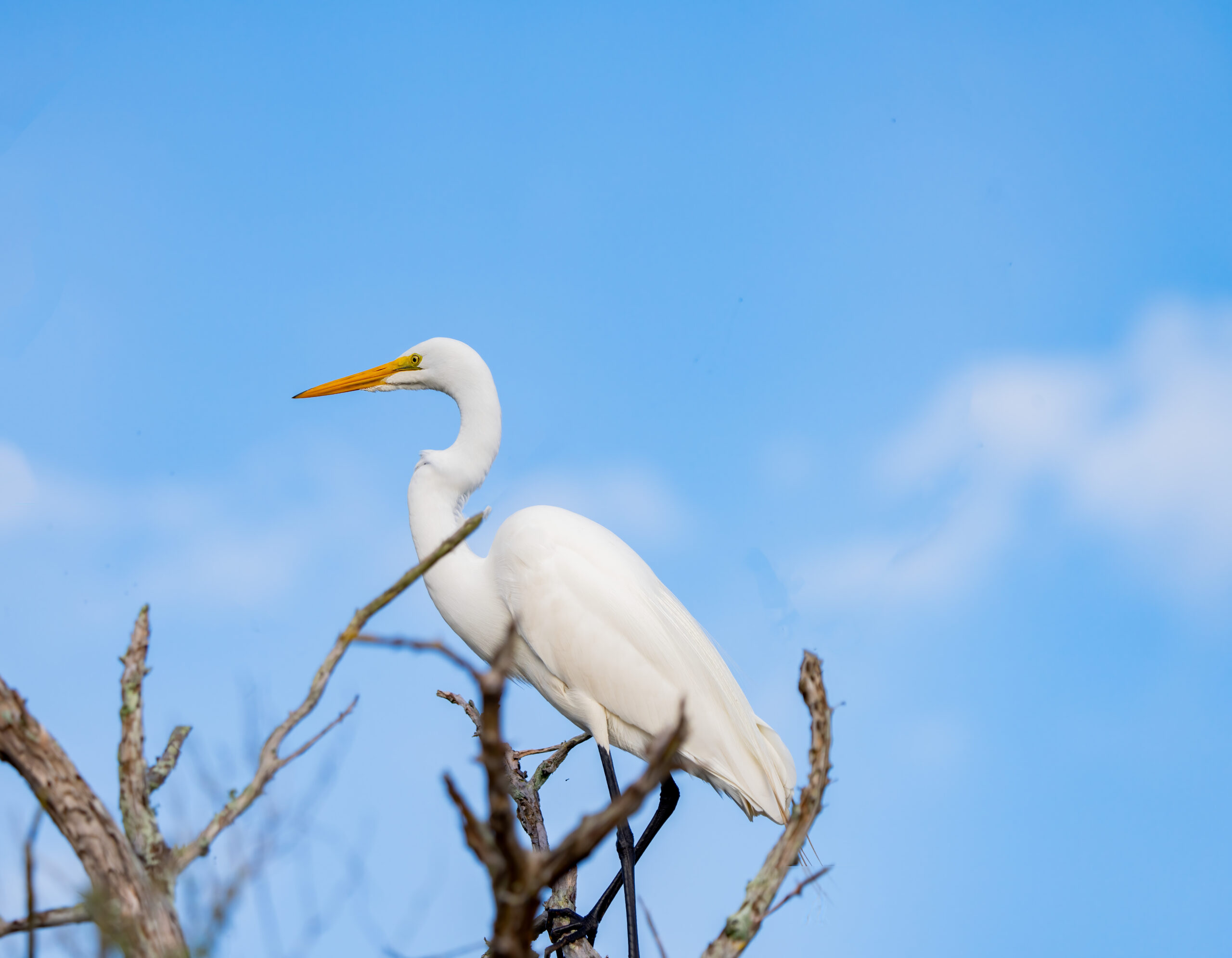 Great Egret -- 1/1600 sec at f/6.3 ISO 640 at 326mm