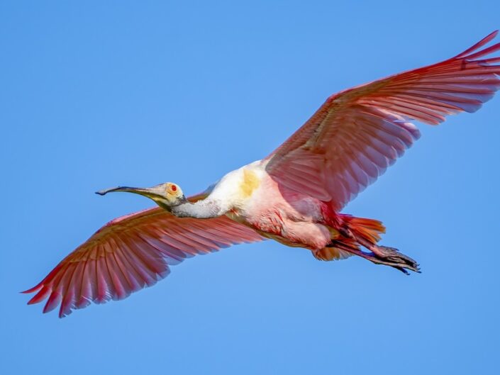 Roseate Spoonbill